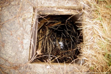 В Чернобыльской зоне отчуждения нашли необычное гнездо бобра в бетонном колодце. Фото