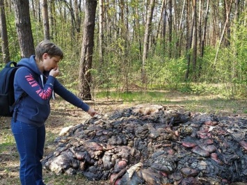 Вонь ужасная: в лесу под Полтавой обнаружили несколько тонн внутренностей животных