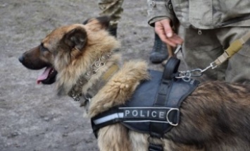 Дикобраз вонзил в пасть служебного пса 200 игл (фото)