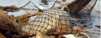 На водоемах Днепропетровщины в период нереста уже задержаны около 300 рыбаков-браконьеров
