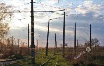 Под Одессой горожан напугали полчища зеленых комаров (фото)