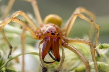 Опасный средиземноморский паук появился в Украине: виновато потепление