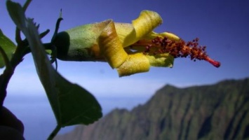 Считавшийся вымершим цветок обнаружили на Гавайях