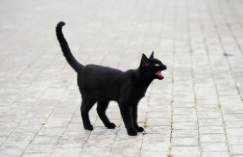 В Запорожье засняли садиста, тащившего на поводке кота