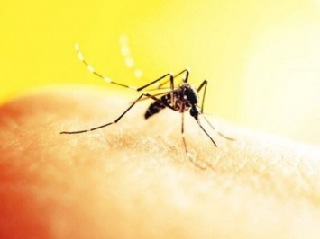 6 факторов, привлекающих комаров