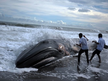 Что-то страшное творится в Тихом океане: всего за месяц на пляжи Сан-Франциско выбросило четырех мертвых китов
