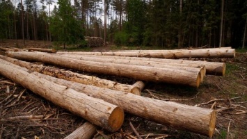 ВР ужесточила ответственность за незаконную рубку леса