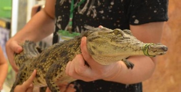 В Сумах оштрафовали владельца крокодиловой фермы