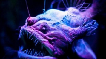 На глубине океана обнаружили самое странное существо на планете (видео)