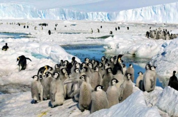 В Антарктиде погибла вторая по величине колония императорских пингвинов