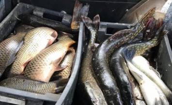 Полицейские Днепропетровщины изьяли около 100кг незаконно выловленной рыбы различных пород (ФОТО)