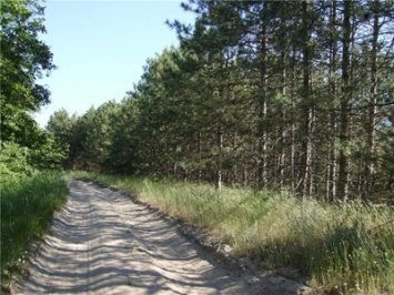На Николаевщине в прошлом году вырубили более 1700 га леса