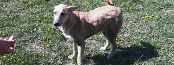 Трехдневный плен: в Никополе достали собаку из люка