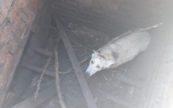 На Днепропетровщине волонтеры вытащили собаку из колодца