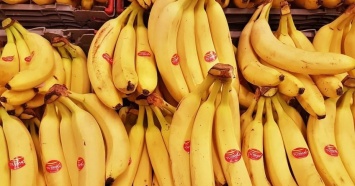 В порту Роттердама в бананах нашли 1,6 тонн кокаина