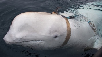 Норвежские рыбаки прикормили кита-беглеца, служившего в ВМФ России