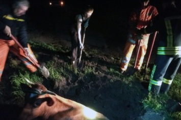 Пасхальная спецоперация: на Днепропетровщине чрезвычайники спасали корову Зорьку