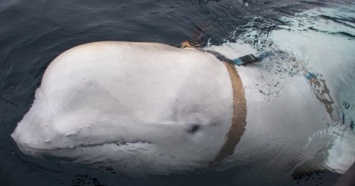 Норвежцы "спалили" российского кита-шпиона - ВИДЕО