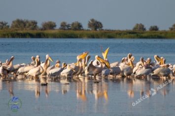 В Одесскую область прилетели около сотни пеликанов