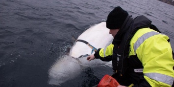 В Норвегии заявили о поимке боевого кита российской армии