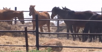 Под Днепром голодная смерть грозит сотням лошадей, нет времени на раздумья (Видео)