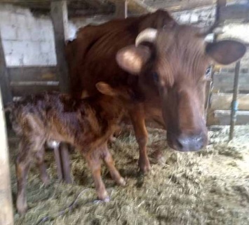 У беременной коровки Милки, которую спасли от мясника, родился теленок (ФОТО)