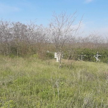 На заброшенное кладбище в Березанском районе отказываются идти даже священники