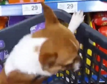 Днепрянка возила собаку в тележке по супермаркету и хвасталась этим в соцсетях