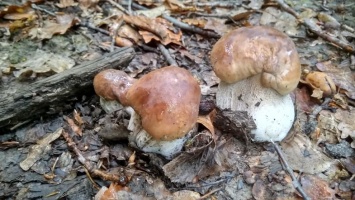 В лесах Закарпатья появились первые белые грибы - Фото