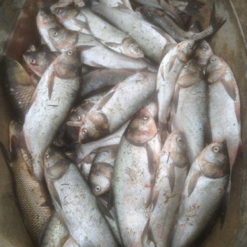 В регионе рыбак поймал сетками 45 кг рыбы, несмотря на запрет