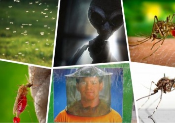 Вирус из космоса угрожает «Сердцу Америки»: Человечеству грозит комариная эпидемия