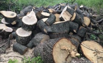 На Днепропетровщине задержаны браконьеры во время вырубки осин