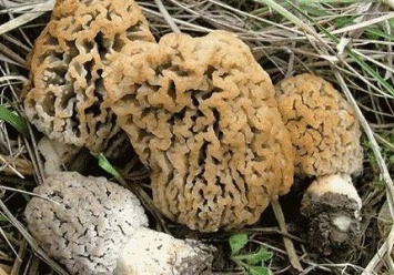 Не часто встретишь: на Полтавщине нашли необычный гриб