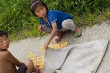 Северной Корее грозит голод из-за засухи