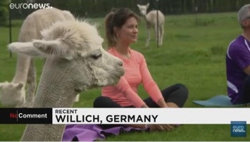 В Германии открыли школу альпака-йоги