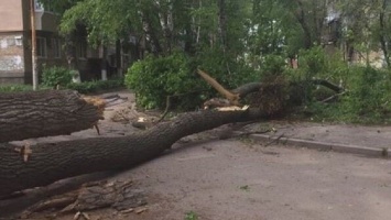Штормовое предупреждение в Киеве - в столице падают деревья