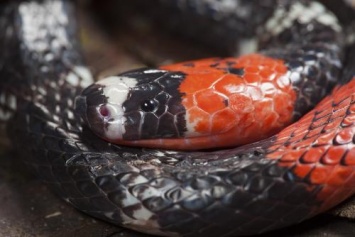 Биологи обнаружили в желудке рептилии неизвестную науке змею