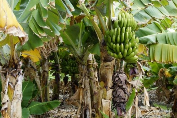 Изменение климата ускорило распространение банановой болезни