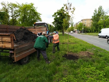 В Днепровском районе высадили 18 кленов и 300 кустов