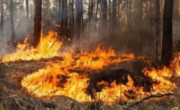 Как избежать пожаров в николаевских лесах