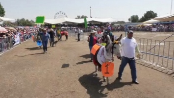 В Мексике отпраздновали День трудолюбивого осла (видео)