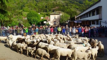 Во французскую начальную школу из-за недобора "зачислили" 15 баранов и овец