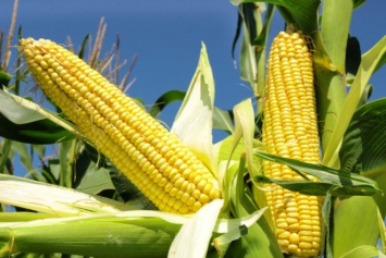 Украинские аграрии завалили Азию кукурузой