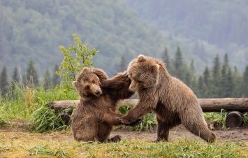 В США два огромных медведя подрались во дворе жилого дома: видео