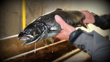 До 7,5 тысяч евро: в Финляндии увеличили штрафы за вылов редких видов рыб