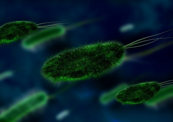 Как иммунная система побеждает бактерии: ученые сумели заснять процесс на видео