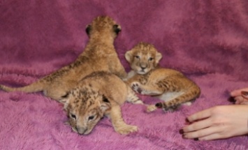 В Бердянском зоопарке родились львята и появились новые редчайшие виды животных