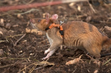 Швейцарская неправительственная организация тренирует крыс-саперов