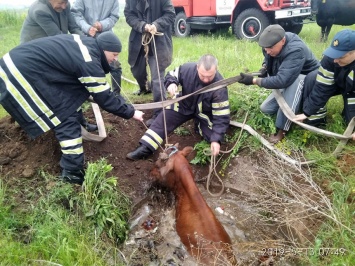 В Николаеве спасли корову, провалившуюся в глубокий колодец с водой