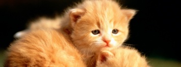 Подарите любовь и тепло: рыжие котята ищут себе новый дом